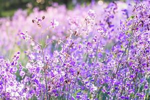 verschwommen, lila Blumenblüte auf dem Feld. Schönes Wachstum und Blumen auf der Wiese, die morgens blüht, selektiver Fokus foto