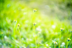 verschwommenes, weiches Licht und grüne frische Naturwiesengrasblumen von bokeh Hintergrund foto