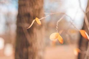 buntes nahaufnahmelaub im herbstwald. ausgezeichneter hintergrund zum herbstthema. foto