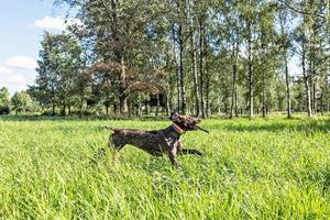 Ein glücklicher Hund, der einen großen Stock holt foto