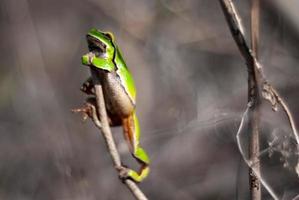 europäischer grüner laubfrosch in der natürlichen umwelt, hyla arborea foto