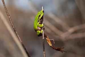 europäischer grüner laubfrosch in der natürlichen umwelt, hyla arborea foto