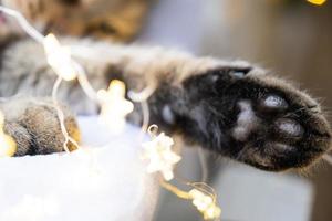 schwarze polster aus weicher katzenpfote nahaufnahme in lichtergirlande. Weihnachten, Silvester, festliche Stimmung und heimelige Gemütlichkeit und Gemütlichkeit. Jahr der Katze und des Kaninchens nach dem östlichen Kalender foto