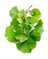 Ginkgo-Biloba-Blätter isoliert. foto