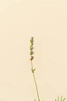 hausgemachte Topfpflanze auf weißem und gelbem Hintergrund foto