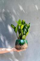 eine heimische Pflanze in einem Topf in Ihren Händen foto