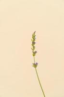 hausgemachte Topfpflanze auf weißem und gelbem Hintergrund foto