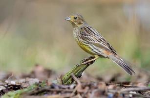 Die weibliche Goldammer emberiza citrinella sitzt auf einem kleinen Zweig in Bodennähe in Holz foto