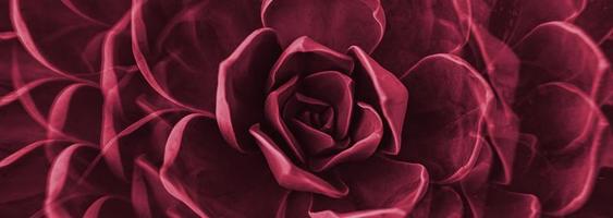 Rock Rose Sukkulente Rosette Nahaufnahme. abstraktes Blumenmuster. Bild getönt in der Farbe des Jahres 2023 Viva Magenta foto