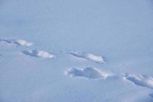 die spuren eines reisenden auf dem flauschigen schnee im winter. Winterlandschaft. Winterloipe tagsüber. foto