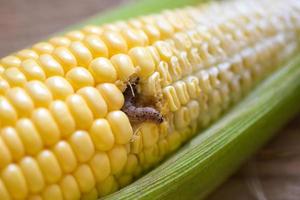 Maiswurm - Raupe Maiszünsler wichtiger Schädling der Maisernte, landwirtschaftliche Probleme Schädlinge und Pflanzenkrankheiten foto