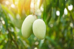 Rohe Mango, die am Baum mit Blatthintergrund im Sommerobstgarten hängt - grüner Mangobaum foto