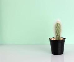 Zimmerpflanze - ein Topf mit einem schönen Kaktus rechts mit Platz foto