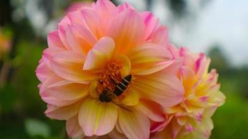 schöne und erstaunliche gelbe rosa dahlia pinnata-blumen foto