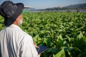 Ein erfahrener Tabakanbauer verwendet ein Tablet, um den Zeitpunkt des Tabakanbaus zu überwachen. foto
