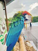 Porträt des farbenfrohen scharlachroten Ara-Papageienhaustiers, das seine Feder reinigt. foto