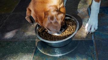 Hundetrockenfutter ist die nahrhafte Hundemahlzeit foto