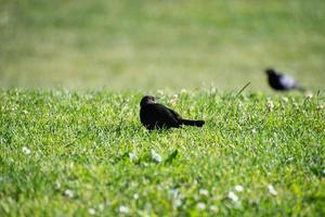 schwarzer vogel auf sattem grünem gras foto