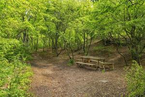 Holzbänke im Wald zum Ausruhen foto