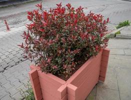 schöner Strauch in einem Blumenbeet auf der Straße. Grünflächen. foto