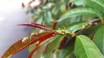 Ein Insekt namens Tomcat ist rötlich grün und sitzt auf den Blättern foto