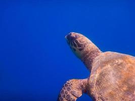 Grüne Meeresschildkröte im tiefblauen Wasser von der Hochformatansicht des Roten Meeres foto