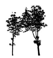 Baumschattenbild für Bürste auf weißem Hintergrund foto