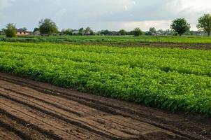 Kartoffelplantage und ein Feld mit aufgelockerter Erde. lose zerkleinerte feuchte Erde nach der Bearbeitung. Lockerungsfläche, Landbearbeitung. Agribusiness Landwirtschaft. schöne Landschaft Ackerland. foto