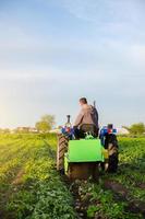 Bauer gräbt Kartoffeln auf einem Feld aus. Ernten Sie die ersten Kartoffeln im zeitigen Frühjahr. Landwirtschaft und Ackerland. Agroindustrie und Agribusiness. Erntemechanisierung in Entwicklungsländern. foto