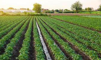 Wasser fließt durch die Kartoffelplantage. Bewässerung und Pflege der Ernte. Oberflächenbewässerung von Kulturpflanzen. Europäische Landwirtschaft. Landwirtschaft. Agronomie. Versorgung von landwirtschaftlichen Betrieben und der Agrarindustrie mit Wasserressourcen.