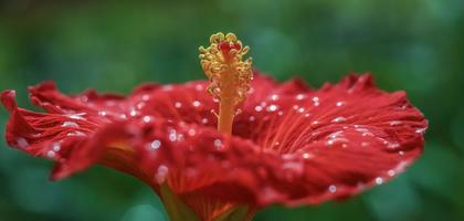 ein roter chinesischer Hibiskus. Seitenansicht . Nahansicht . Fokus auf Staubblatt foto