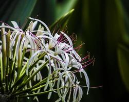 Giftbirne . einzelne Blüte. Teilansicht . Nahansicht foto