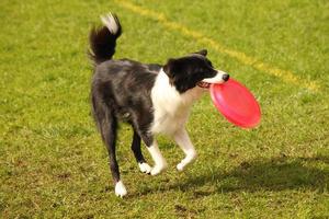 glücklicher hund spielt foto