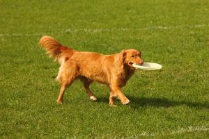 glücklicher hund spielt foto