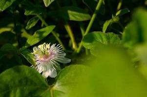 Rambusa oder Passiflora foetida ist eine Pflanze mit kleinen Früchten, viele Leute nennen sie eine Mini-Marquisa, deren Früchte gegessen werden können. foto