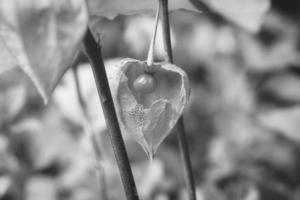 Physalis schwarz-weiß fotografiert, mit geöffneter Schale, Blick auf die Frucht im Inneren foto