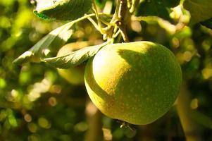 Apfel auf dem Ast. Obst hängt am Baum. vitaminreiche Frucht. Lebensmittel foto