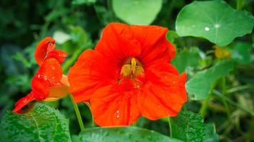 Kapuzinerkresse in Orangenblüte auf dem Busch im Garten. Gewürz für Salate in der Küche foto