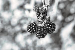 Brombeere in Schwarz und Weiß auf Busch mit Bokeh. unscharfer Hintergrund. vitaminreich foto
