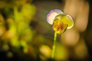 Stiefmütterchen in schöner Lichtstimmung mit tollem Bokeh foto