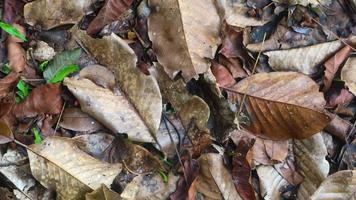 trockene Blätter auf dem Boden, die vom Baum fallen foto