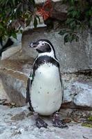 Humboldt-Pinguin - Spheniscus Humboldti auf Felsen foto