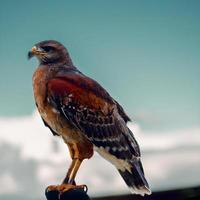 Vogel, der auf einem Felsen sitzt. Falke. generative KI. foto