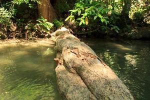 Tonnen von umgestürzten Bäumen im Erawan-Wasserfall sind wunderschöne Natur. Ausländer kommen aus vielen Ländern zu Besuch. Es ist eine reiche Natur auf den hohen Bergen in Thailand. foto