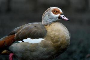 ägyptische Gans im Zoo foto