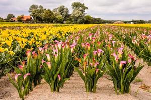 Landschaft im Sommer foto