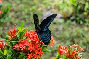großer tropischer Schmetterling foto