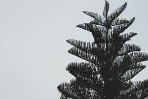 Araucaria heterophylla oder Norfolk-Fichte ist eine Nadelbaumart, die auf der Insel Norfolk beheimatet ist. foto