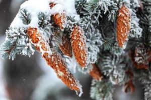 grüne Tannenzweige mit braunen Zapfen unter dicker Schneeschicht foto