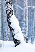 Winter Birkenwald. Januar foto